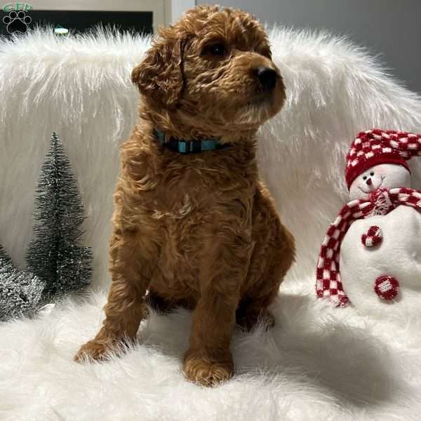 Milo, Goldendoodle Puppy